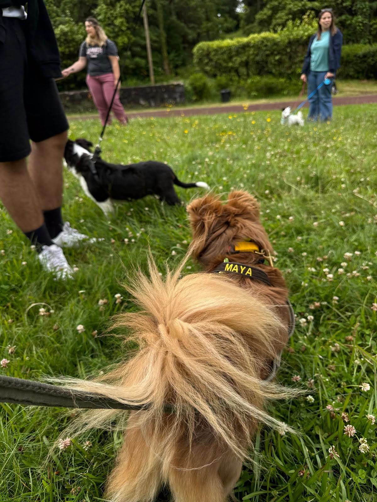 Cães em caminhada social