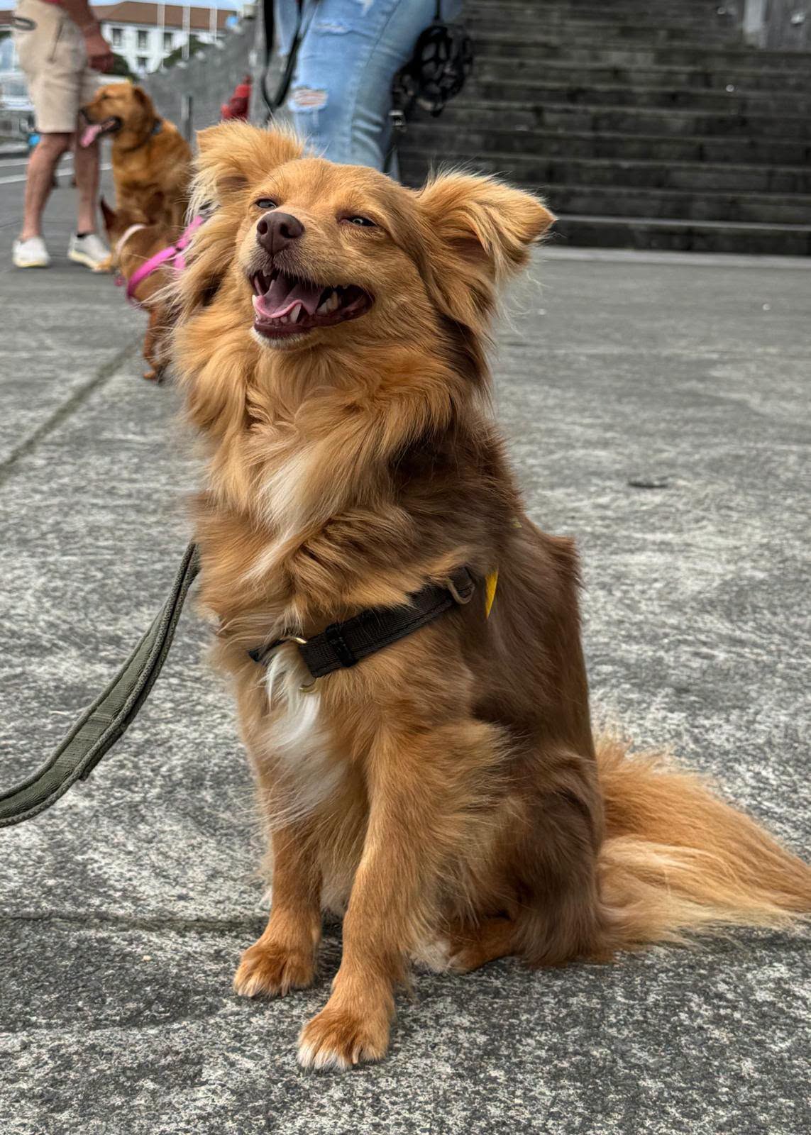 Cão em contexto urbano de treino